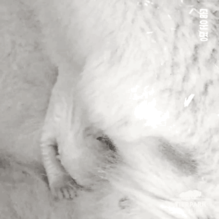 갓 태어난 아기북극곰 | 인스티즈