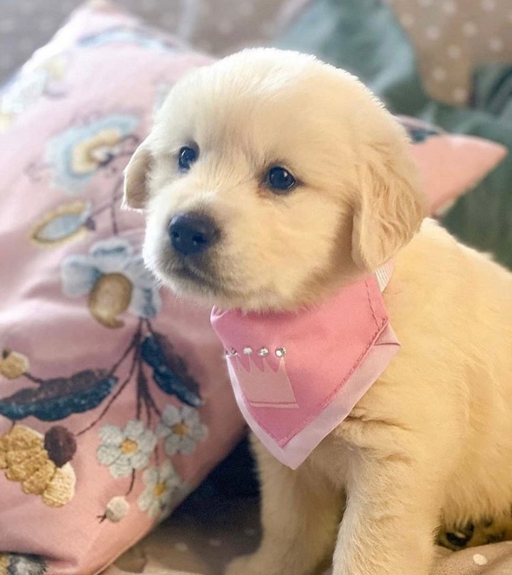 "골든 리트리버" 강아지(사진많음. 데이터주의) | 인스티즈