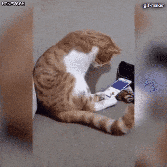 주인이 사망한 후 주인 사진을 본 고양이 gif | 인스티즈