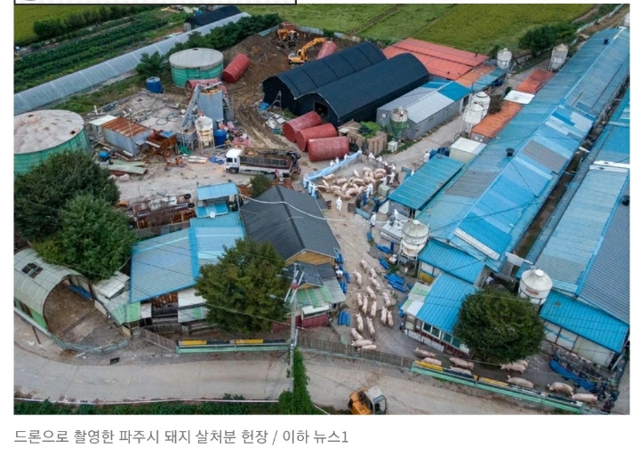 하늘에서 내려다본 파주 돼지 살처분 현장 | 인스티즈