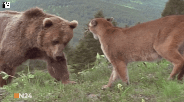 새끼 퓨마를 사냥하려는 회색곰.jpg | 인스티즈