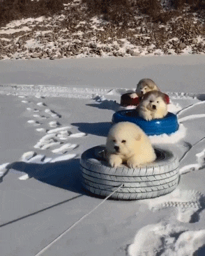 눈썰매 타는 댕댕이들.gif | 인스티즈