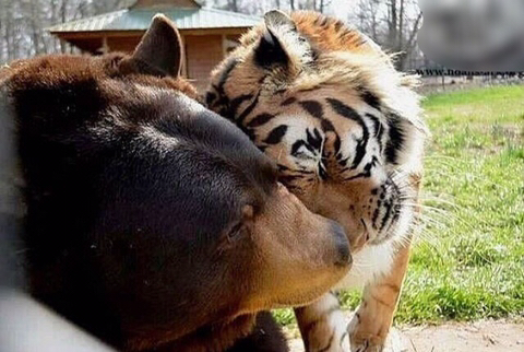 친구가 죽어서 슬픈 곰 | 인스티즈
