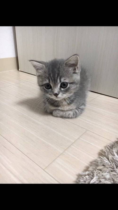 새끼 고양이를 기른지 1년 후 | 인스티즈