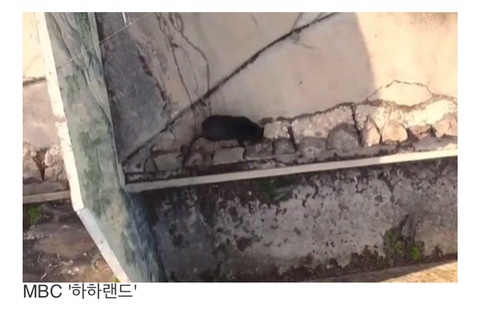 경영난으로 문 닫은 텅 빈 포천동물원에서 홀로 빈 집 지키는 곰돌이 | 인스티즈