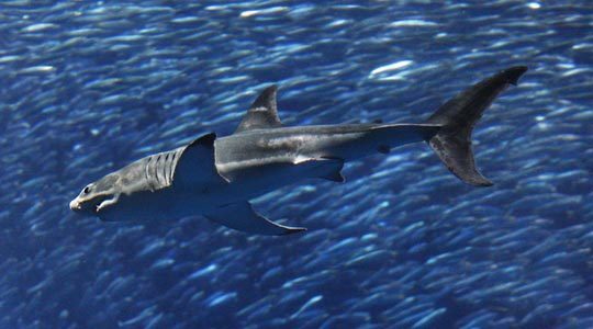 수족관에 백상아리가 없는 이유 | 인스티즈