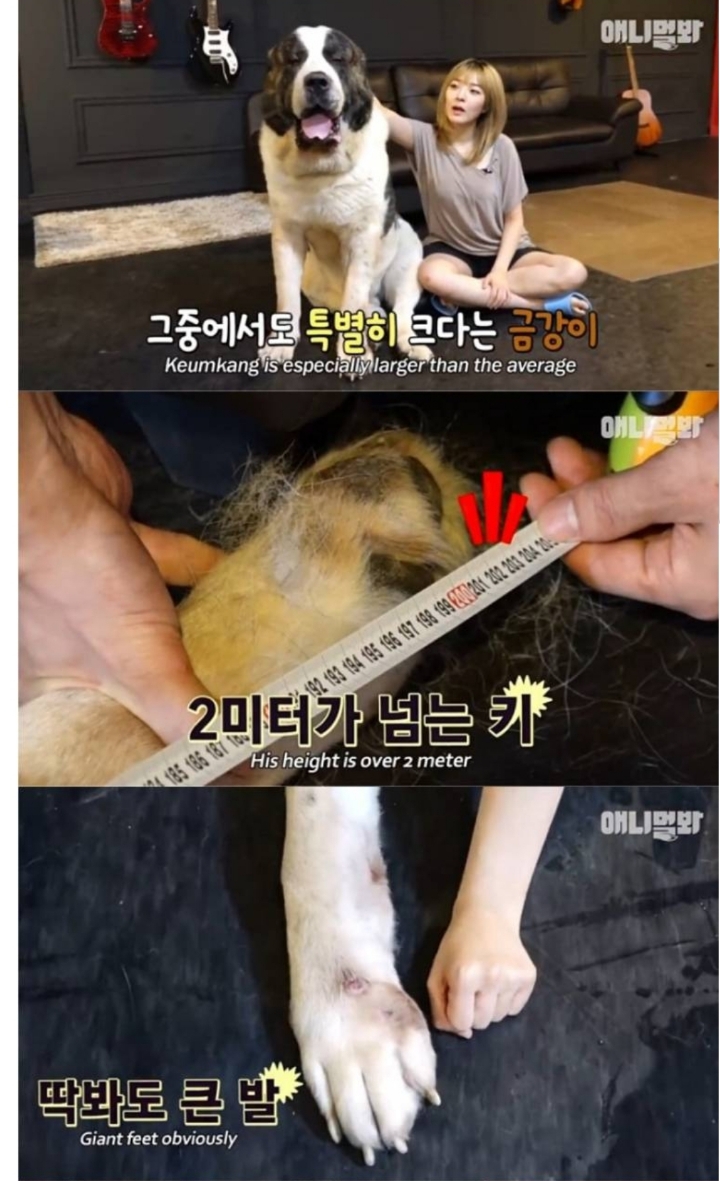 키 2미터 몸무게 120kg 강아지 금강이.jpg | 인스티즈