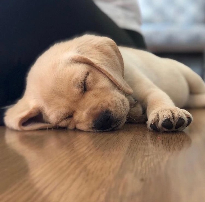 "골든 리트리버" 강아지(사진많음. 데이터주의) | 인스티즈