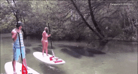 아마존강에서 볼 수 있는 소물고기.jpgif | 인스티즈