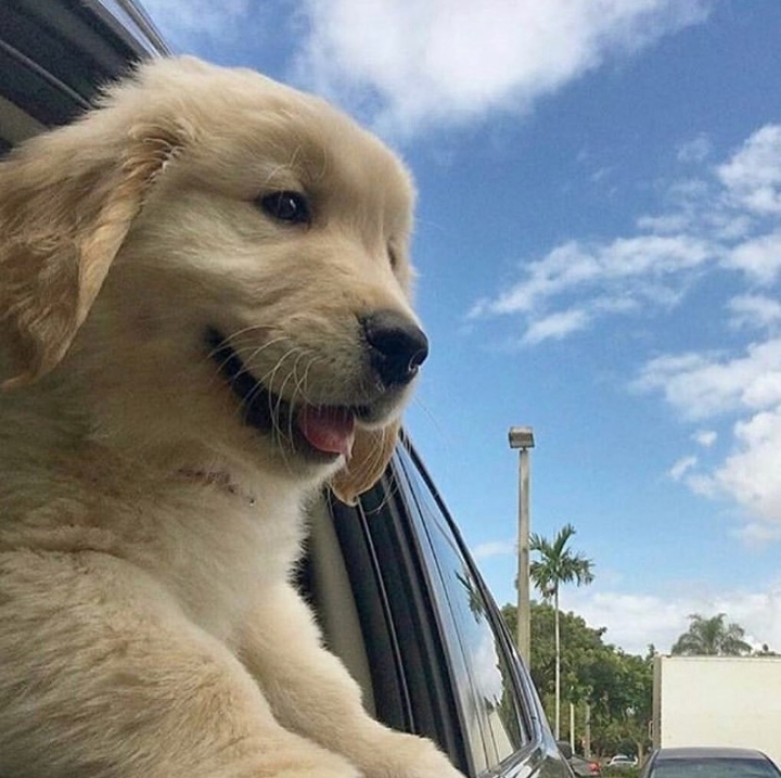 "골든 리트리버" 강아지(사진많음. 데이터주의) | 인스티즈
