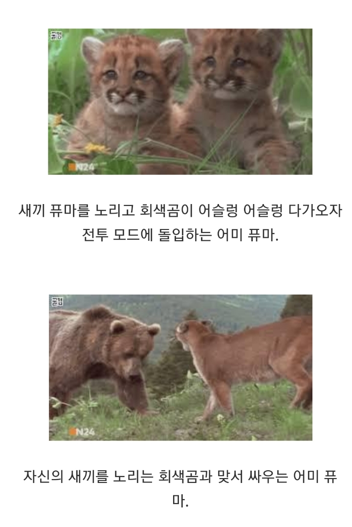 새끼 퓨마를 사냥하려는 회색곰.jpg | 인스티즈