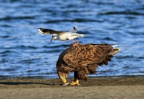 누가 자기 근처에서 뭘 먹는 것만 보면 눈이 돌아버리는 조류계의 조폭 | 인스티즈