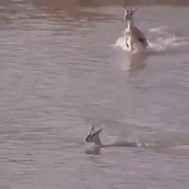 귀여운 아기 하마.gif | 인스티즈