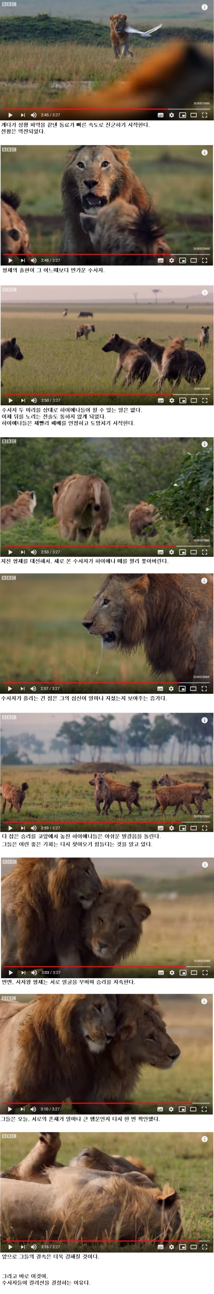 하이에나 무리에 포위된 수사자 | 인스티즈