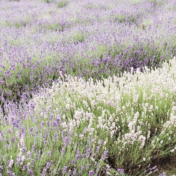 자전거 경주 사고.gif | 인스티즈