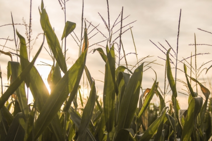 돼지발골 19년차의 손.jpg | 인스티즈