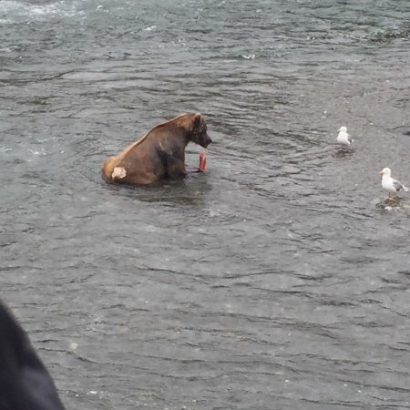 곰 주위에 새가 많은 이유 | 인스티즈