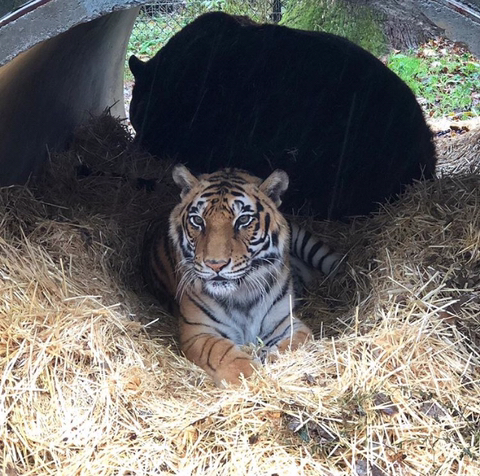 친구가 죽어서 슬픈 곰 | 인스티즈