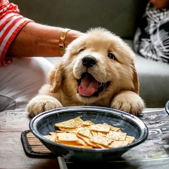 "골든 리트리버" 강아지(사진많음. 데이터주의) | 인스티즈