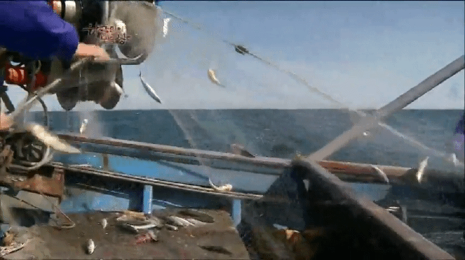 한국인의 밥상 추자도 참조기 밥상편 | 인스티즈