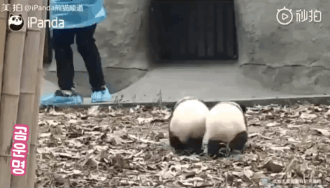 항상 붙어다니는 쌍둥이 | 인스티즈