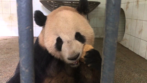판다곰들이 먹는 빵 | 인스티즈
