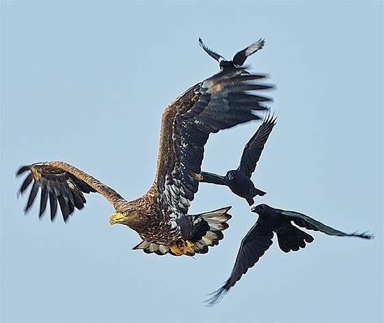 누가 자기 근처에서 뭘 먹는 것만 보면 눈이 돌아버리는 조류계의 조폭 | 인스티즈