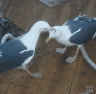 누가 자기 근처에서 뭘 먹는 것만 보면 눈이 돌아버리는 조류계의 조폭 | 인스티즈