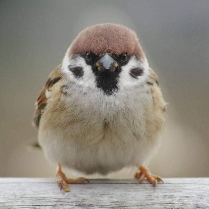 참새 정면 얼굴.jpg | 인스티즈