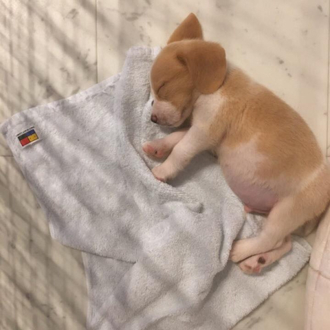 배부르게 먹고 잠든 아기 댕댕이 | 인스티즈