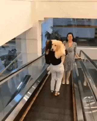 커서도 아기같은 댕댕이.. | 인스티즈