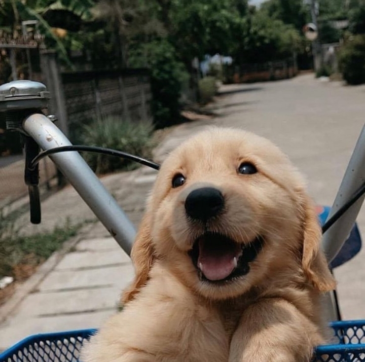 "골든 리트리버" 강아지(사진많음. 데이터주의) | 인스티즈