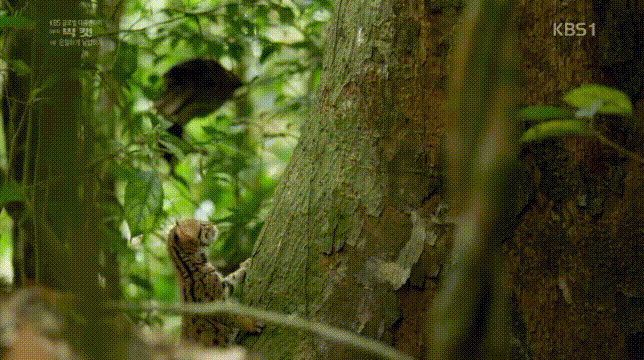 세상에서 가장 작은 고양이과 동물....gif | 인스티즈