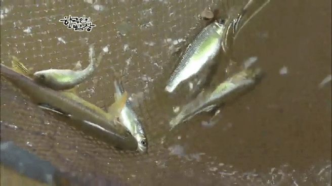 한국인의 밥상 옥천 민물고기 밥상편 | 인스티즈