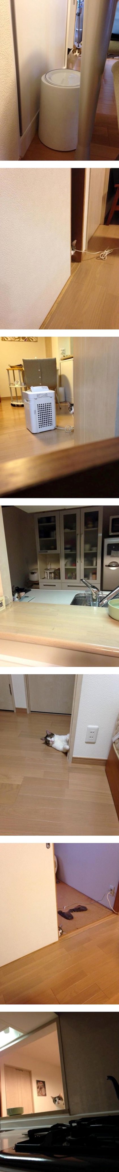 고양이가 자꾸 훔쳐봐요.jpg | 인스티즈