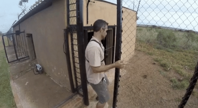 눈앞에서 사자를 볼 때.gif | 인스티즈