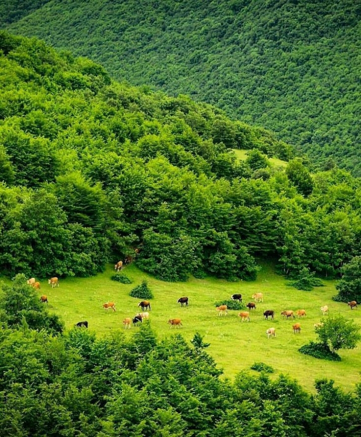 집 콕 세계여행 : 이란 | 인스티즈