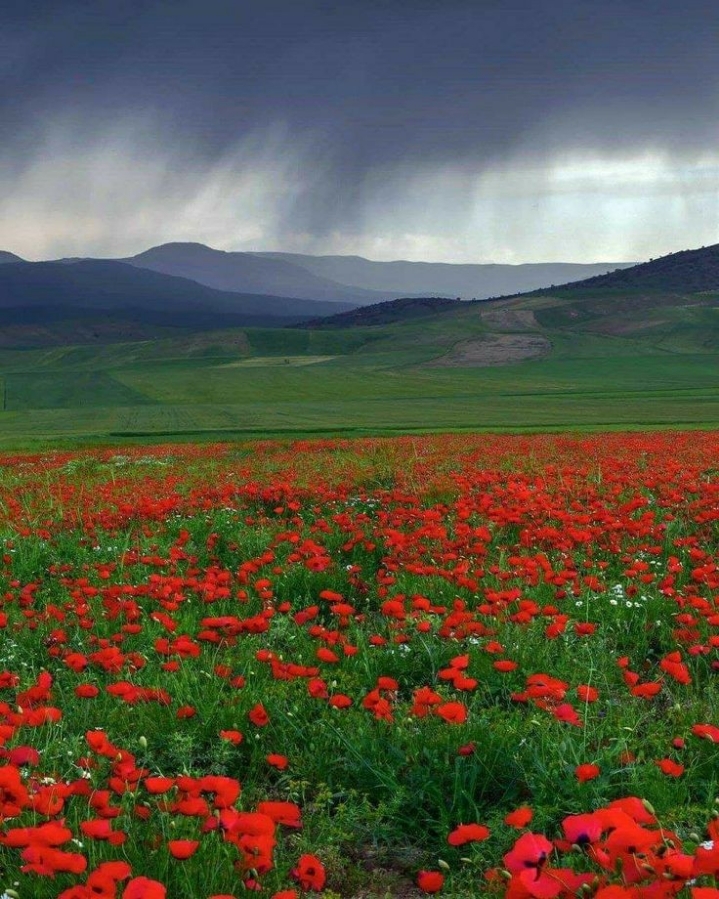 집 콕 세계여행 : 이란 | 인스티즈