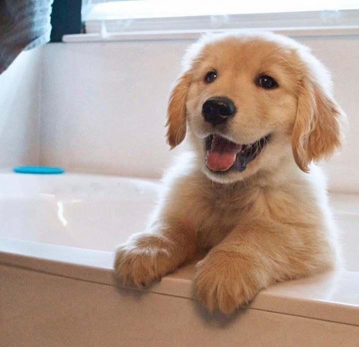 "골든 리트리버" 강아지(사진많음. 데이터주의) | 인스티즈