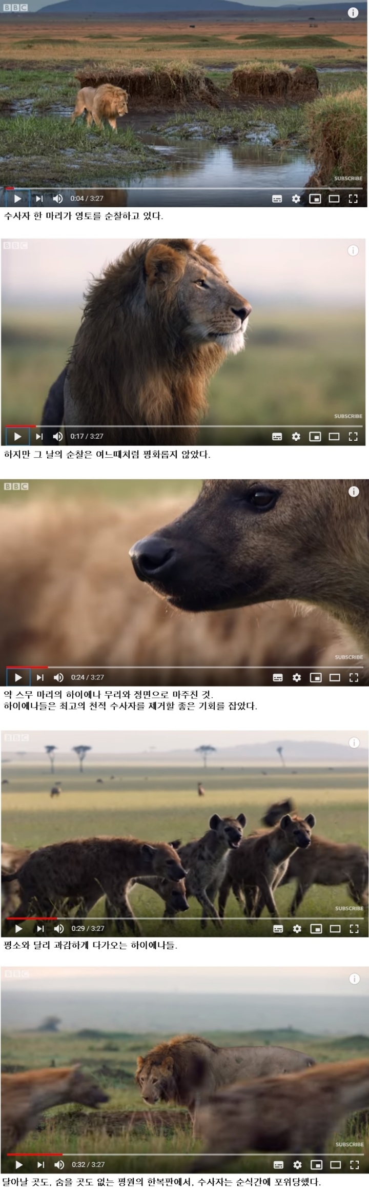 하이에나 무리에 포위된 수사자 | 인스티즈