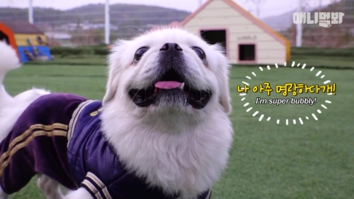 산책로 화장실에 유기된 강아지의 사연.jpg | 인스티즈