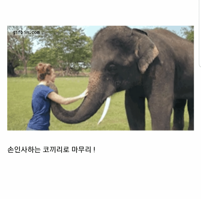 코끼리는 인간을 귀여운 강아지라고 생각한다...gif | 인스티즈