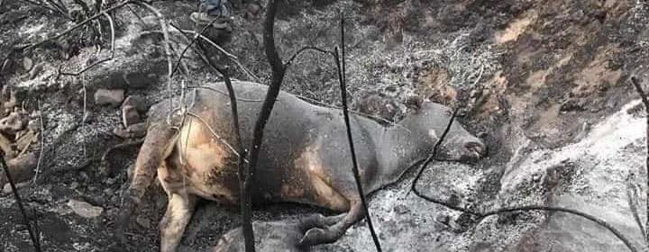 아마존을 위해 기도해주세요 (사진 주의) | 인스티즈