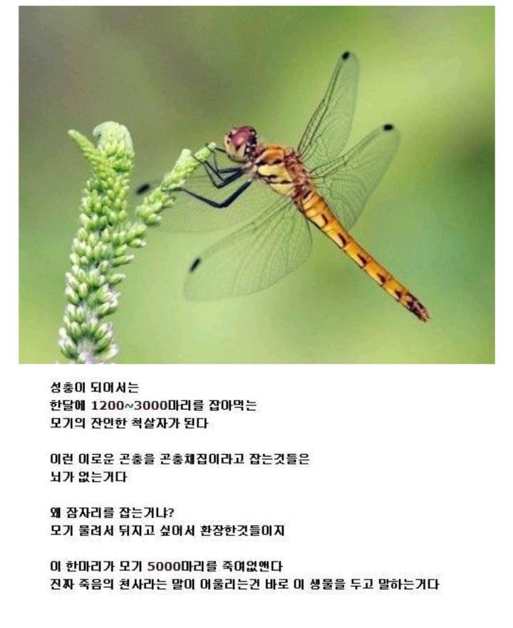잠자리를 절대 잡으면 안되는 이유.jpg | 인스티즈