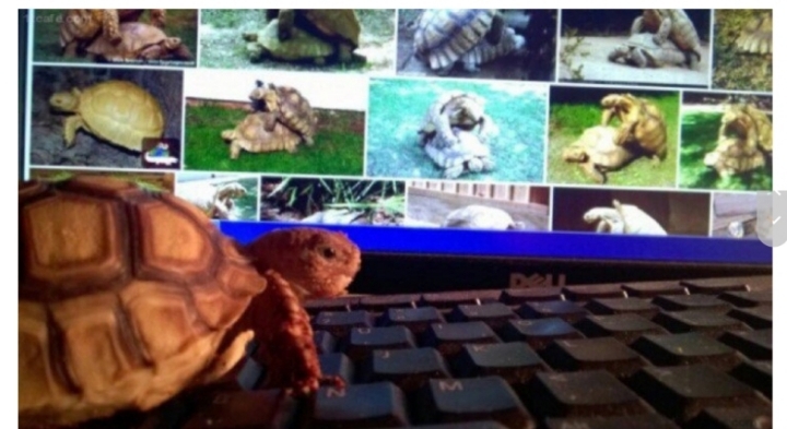 여행 가는 동안 남자 친구한테 맡긴 거북이.jpg | 인스티즈