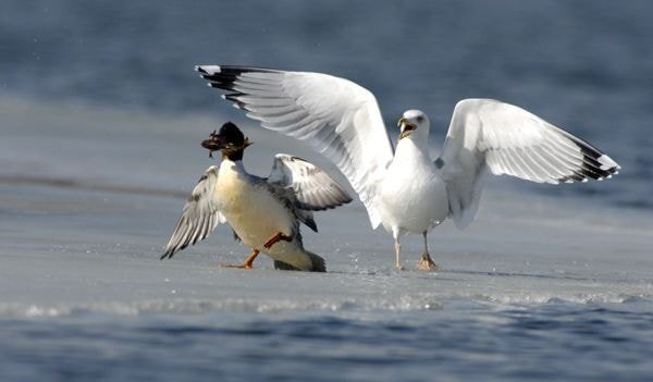 누가 자기 근처에서 뭘 먹는 것만 보면 눈이 돌아버리는 조류계의 조폭 | 인스티즈