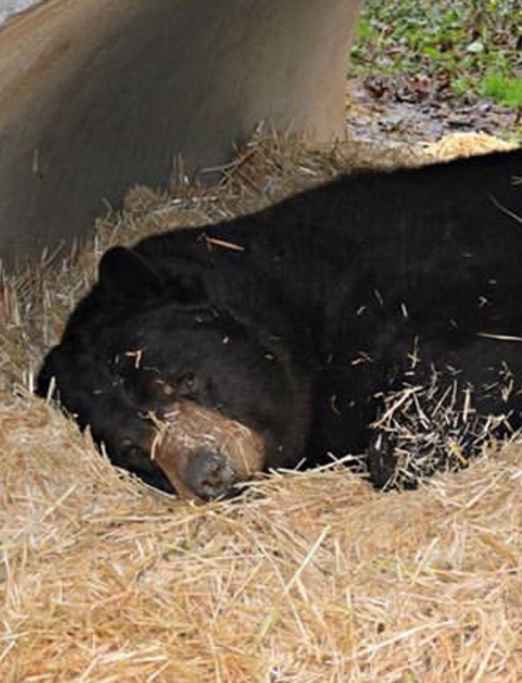 친구가 죽어서 슬픈 곰 | 인스티즈