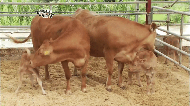 한국인의 밥상 함양 갈비편 | 인스티즈