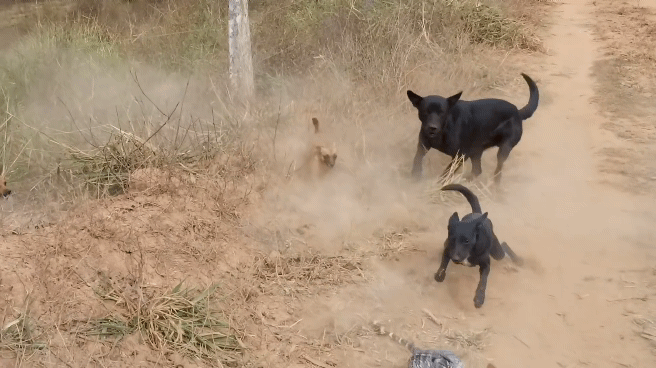 개5 vs 도마뱀1 싸움 | 인스티즈