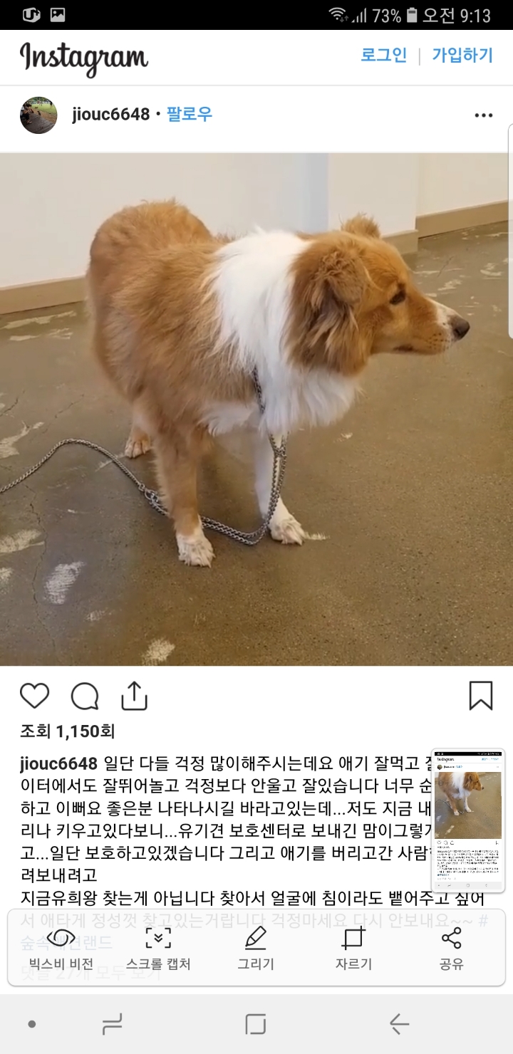 애견카페에 유기당한 개